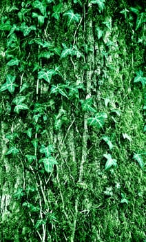 Green trunk of the tree with ivy green leaves .