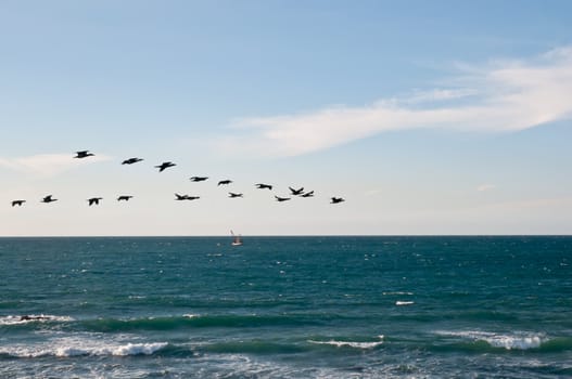 Flock of birds flying over the Mediterranean. Israel