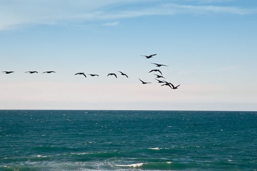 Flock of birds flying over the Mediterranean. Israel