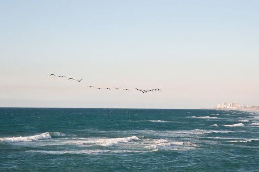 Flock of birds flying over the Mediterranean. Israel