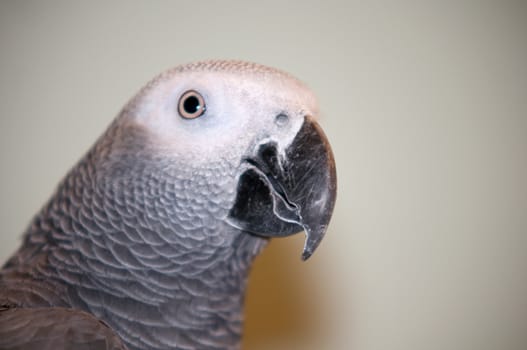 African Gray parrot tropical bird .