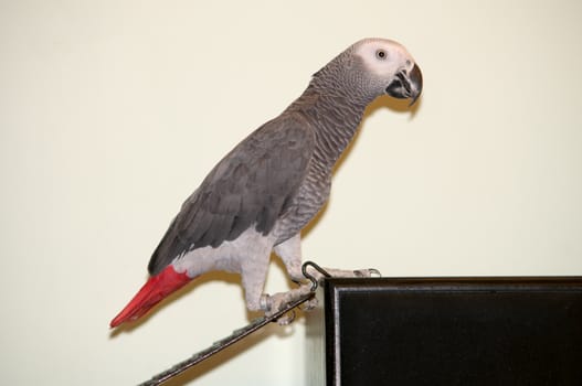 African Gray parrot tropical bird .