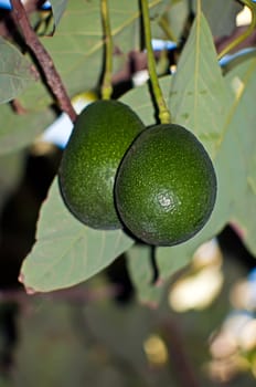 Avocado fruit growing on a tree .