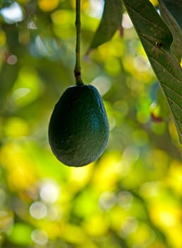 Avocado fruit growing on a tree .