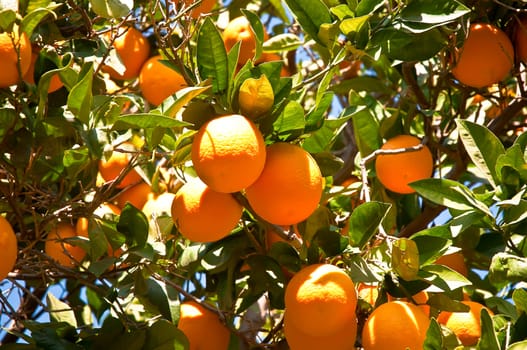 Green leaves and Mature oranges on the tree.