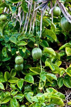 Purple Passionflower or Maypop - Passiflora incarnata .