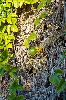 Purple Passionflower or Maypop - Passiflora incarnata .