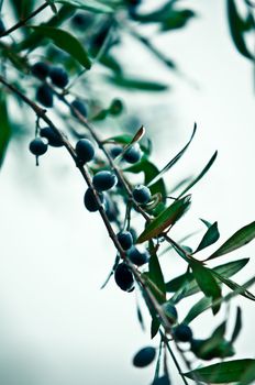 Mature olives on tree.