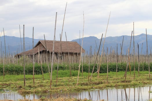 Floating gardens, Inle Lake