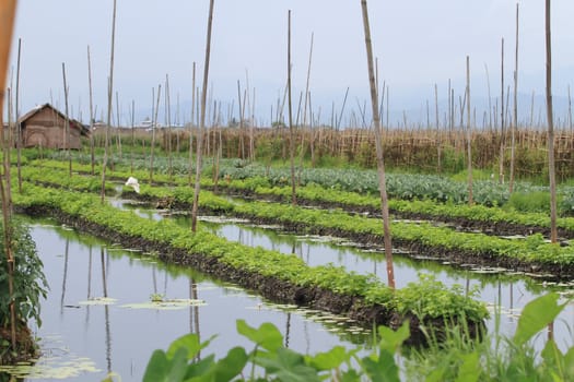 Floating gardens, Inle Lake