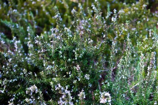 Rosemary aromatic culinary herb in nature .