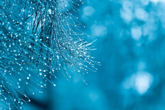 Magic branches of blue spruces , background.