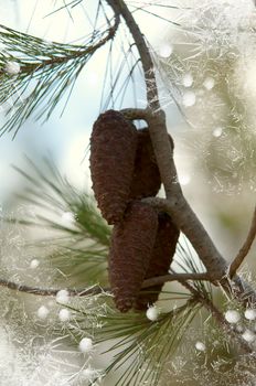 Image branches with fir cones through icy glass .