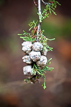 Green evergreen branch with cone .