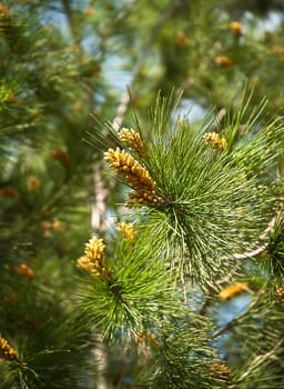 Fir branch with pine cones .