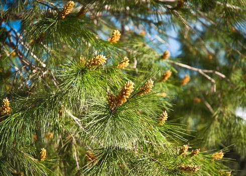 Fir branch with pine cones .