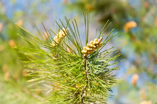Fir branch with pine cones .