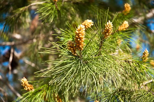 Fir branch with pine cones .