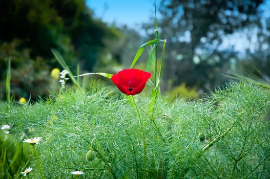 Wild poppies blooming in the field.