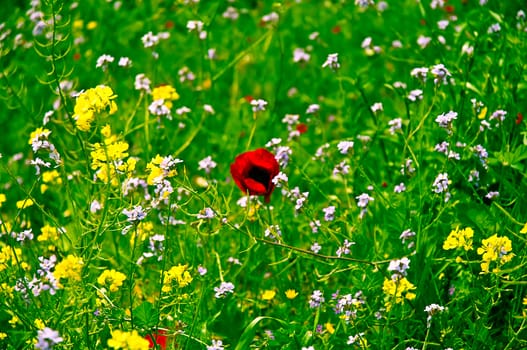 Wild poppies blooming and wildflowers
  in the field.