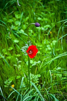 Close-up of red poppy flower in summer.