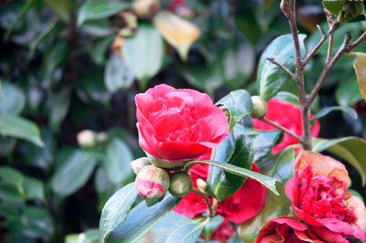 Red flowers blooming in the spring garden .