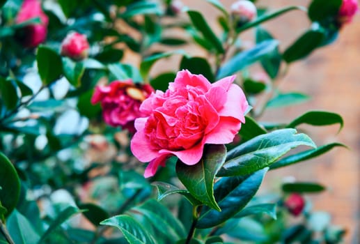 Red flowers blooming in the spring garden .