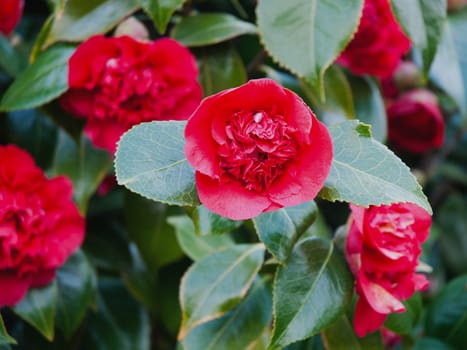 Red flowers blooming in the spring garden .