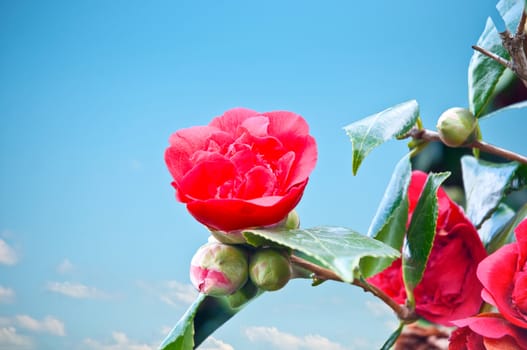 branch growing on her red flowers against the blue sky.