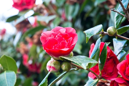 Red flowers blooming in the spring garden .