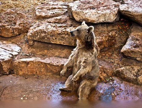 Syrian brown bear ( Ursus arctos syriacus ) .