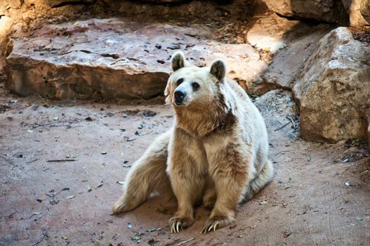 Syrian brown bear ( Ursus arctos syriacus ) .