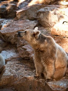 Syrian brown bear ( Ursus arctos syriacus ) .