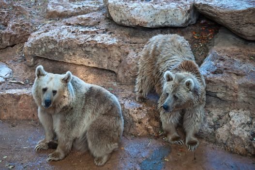 Syrian brown bear ( Ursus arctos syriacus ) .