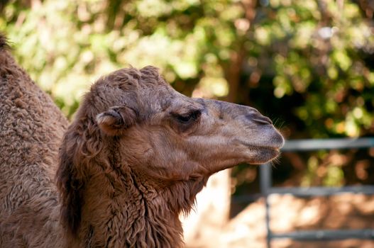 Head shot of a camel at  zoo . Israel