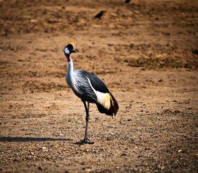 Grey Crowned Crane (Balearica regulorum) head in profile .