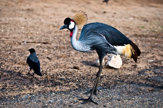 Grey Crowned Crane (Balearica regulorum) head in profile .