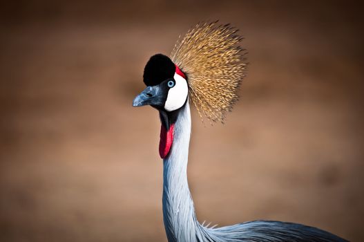 Grey Crowned Crane (Balearica regulorum) head in profile .