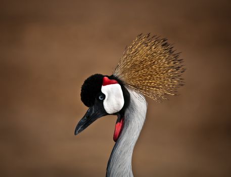 Grey Crowned Crane (Balearica regulorum) head in profile .