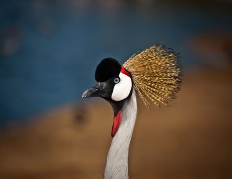 Grey Crowned Crane (Balearica regulorum) head in profile .