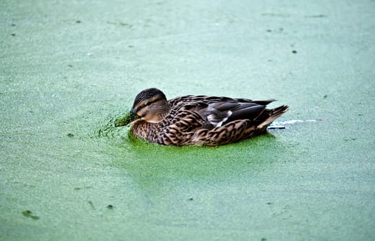 Duck in the green water of the lake overgrown with algae.