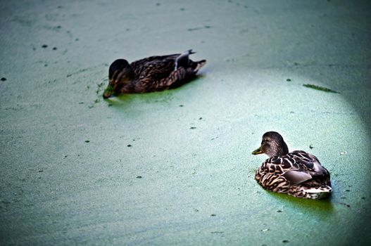 Two ducks in the green water of the lake overgrown with algae.