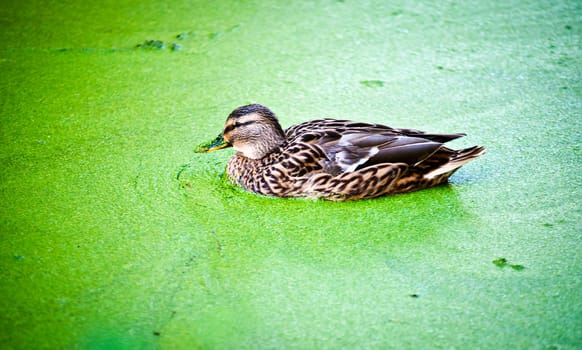 Duck in the green water of the lake overgrown with algae.