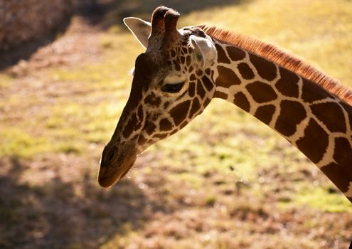 Head of a Giraffe .