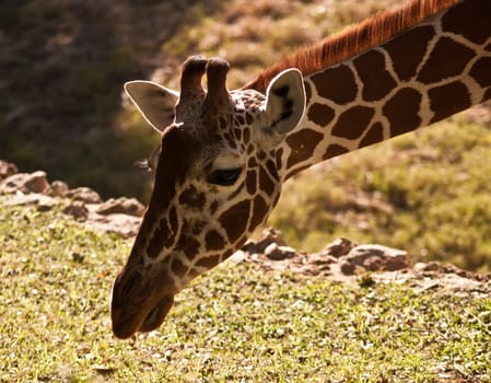 Head of a Giraffe .