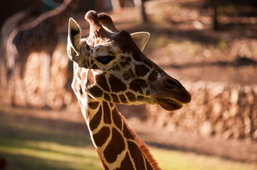 Head of a Giraffe .