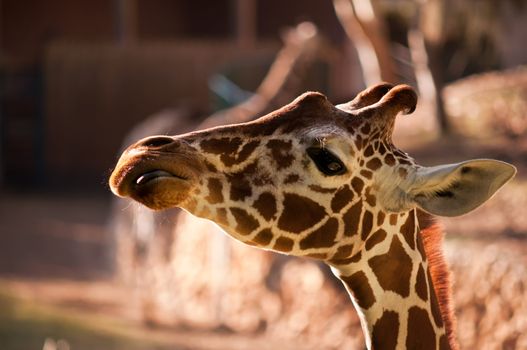 Head of a Giraffe .