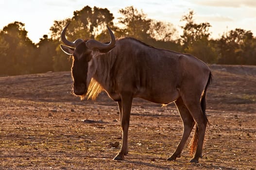 Wildebeest , also called the gnu is an antelope of the genus Connochaetes.