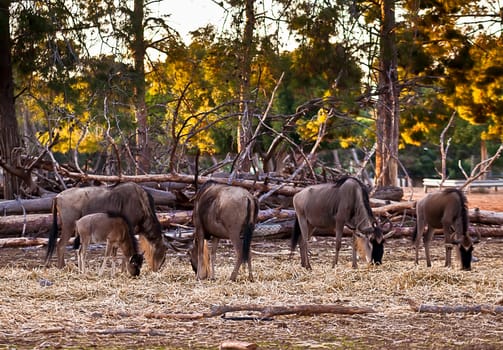 Wildebeest , also called the gnu is an antelope of the genus Connochaetes.