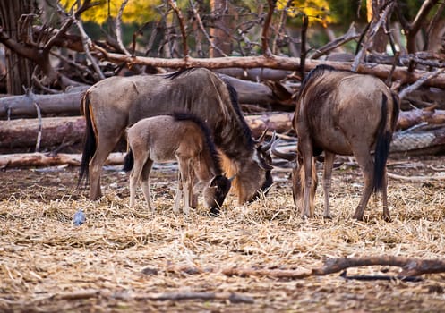 Wildebeest , also called the gnu is an antelope of the genus Connochaetes.